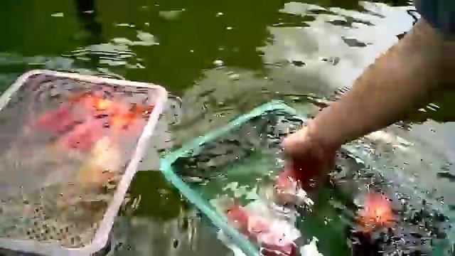 аквариумистика. китайское золото. смотреть онлайн