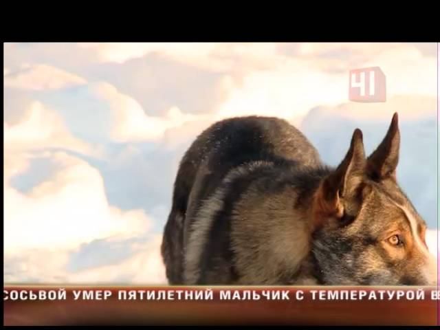 Злые собаки