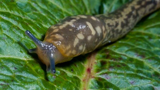 Слизни в огороде как избавиться от этих вредителей навсегда смотреть онлайн