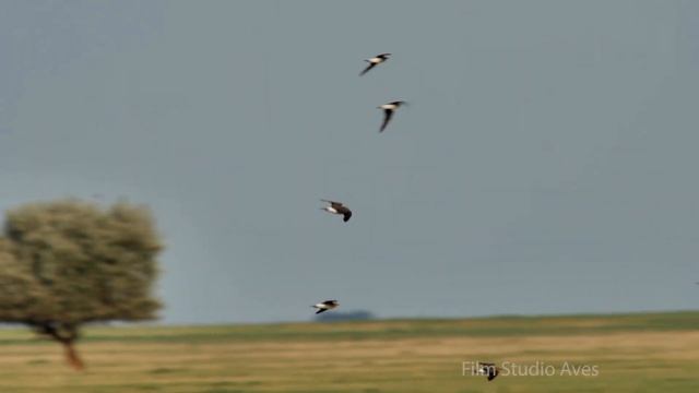 Тиркушка степная. Кулик, похожий на ласточку. Калмыкия | Film Studio Aves смотреть онлайн