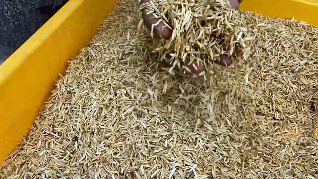 अब लगाएँ तारे ज़मीन पर || GIANT PETUNIA 6 MONTH CONTINUOUS COLORFUL FLOWER смотреть онлайн