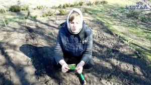 Как сажать скабиозу Сеем скабиозу Уход посадка выращивание скабиозы