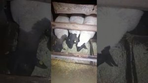 Измельченное сено для овец