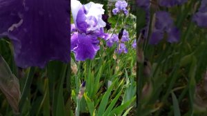 Iris Judy Mogil (Джуди могил)