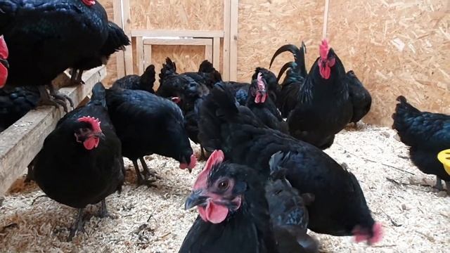 Черный австралорп, январь 2021 смотреть онлайн