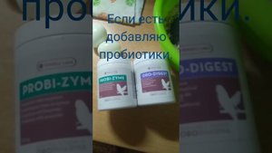 Мой рецепт мешанки для канареек.