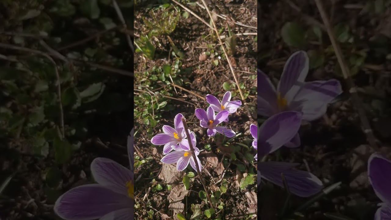 ПЕРВЫЕ ВЕСЕННИЕ ЦВЕТОЧКИ! THE FIRST SPRING FLOWERS#shorts