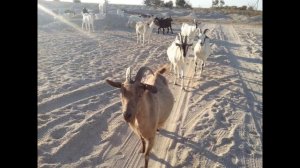 ПЕСЕНКА идет КОЗА рогатая ПОТЕШКА