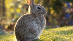 Заяц.  Удивительные факты.