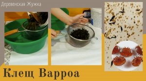 Пчёлы. Клещ Варроа. Поиск клеща в пчелином подморе.
