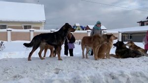 Стая бездомных собак держит в страхе жителей Югорска