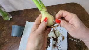 15.01.24.новый Гиппеаструм Арлекин из Оби..и что делать если нет корней.