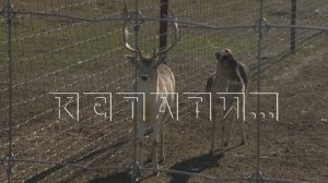 Лучшим ветеринарным врачам Нижегородской области сегодня вручили награды