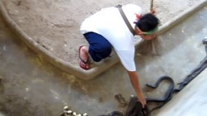 Уборка в яме с кобрами