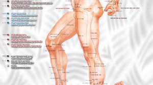 Атлас акупунктурных точек
