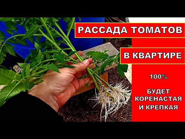 КАК ВЫРАСТИТЬ СУПЕР РАССАДУ ТОМАТОВ В КВАРТИРЕ! РАССАДА ПОМИДОР БЕЗ ПИКИРОВКИ ИЛИ С ПИКИРОВКИЙ?