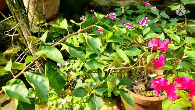 ഒരു കൊച്ചു ഗാർഡന്റെ മനോഹരകാഴ്ചകൾ#gardentour #garden tourmalayalam смотреть онлайн