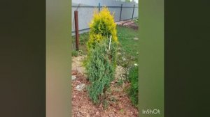 можжевельник Арнольд, самый узкий из вертикальных и его саженцы