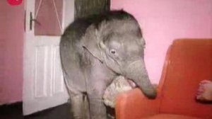 Домашний питомец слон