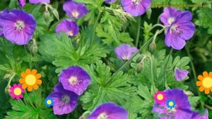 Герань гималайская Гравити. Краткий обзор, описание характеристик geranium himalayense Gravetye