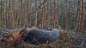 Черный аист . На очереди второй птенец