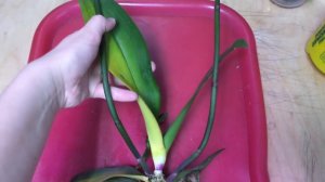 У орхидеи фаленопсис скорее всего Фузариоз ( сосудистое увядание