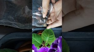 Укладываем спать клубни глоксинии.