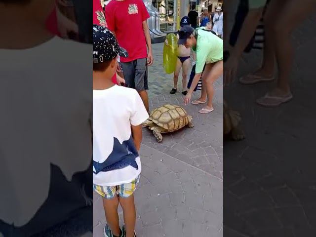 Большая черепаха. Витязево 30.07.22.