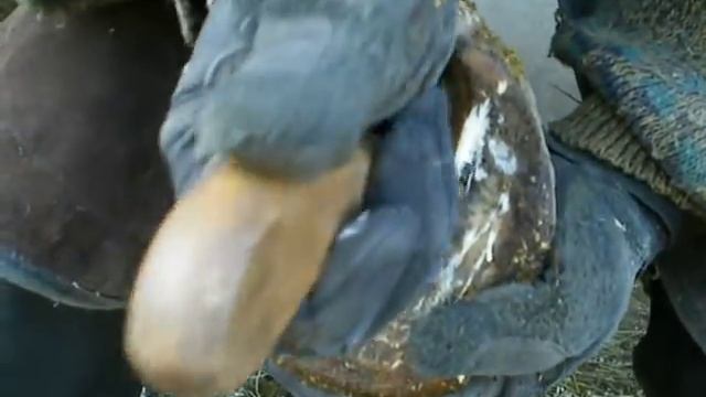 Гниль стрелки [пододерматит] заднего копыта лошади смотреть онлайн