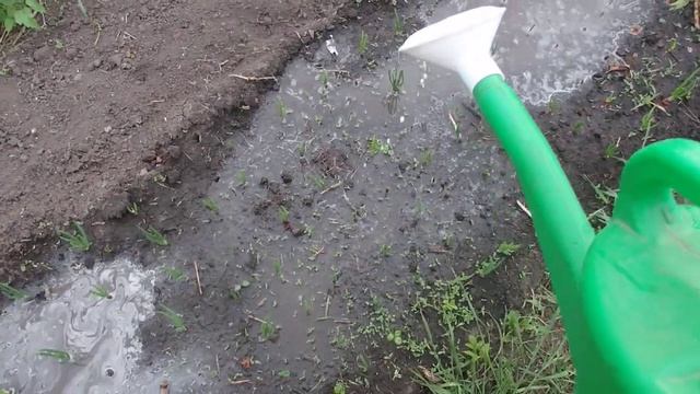 Подкормка Лука Доломитовой мукой для раскисления почвы. смотреть онлайн