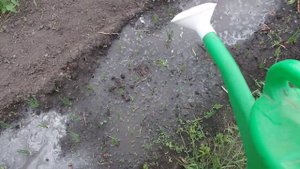 Подкормка Лука Доломитовой мукой для раскисления почвы.