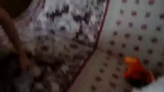 Играем//Шиншиллы смотреть онлайн