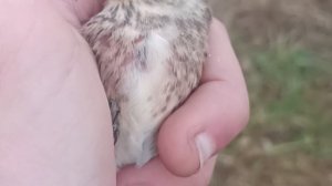 Ловля птиц на ОС. Открытие сезона. Ловля реполовов.