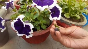 Petunia flower plant care (Best winter flowering plant) || petunia की देखभाल कैसे करे