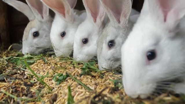 Можно ли кроликам давать овес смотреть онлайн
