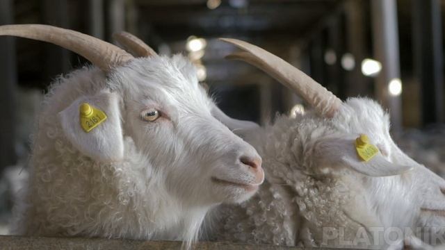 Orenburg goats | Orenburg down shawl смотреть онлайн