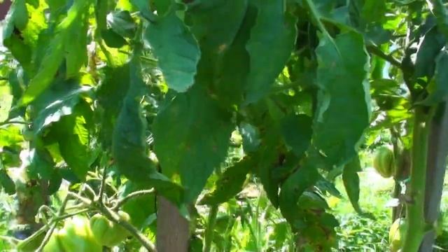 Томат Алиса урожайные красивые вкусные сердечки смотреть онлайн