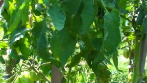 Томат Алиса урожайные красивые вкусные сердечки