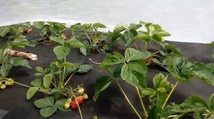 ЗАЩИТА КЛУБНИКИ ОТ ПТИЦ. ТРИ СПОСОБА. Как Защитить Ягоды от Птиц