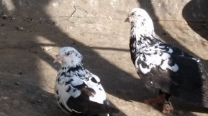 #Бойные #Голуби #Астрахани          Чили черные, бойные у Славы в Астрахани. Часть 2-ая