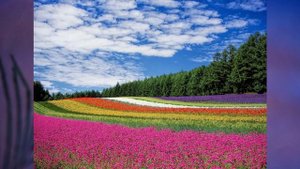 "Природа России", Окружающий мир 1 класс ч.2, с.22-32, Школа XXI век.