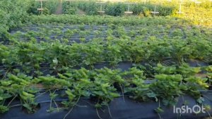 Обзор сортов чёрной смородины. В гостях у Николая и Русланы Олейник