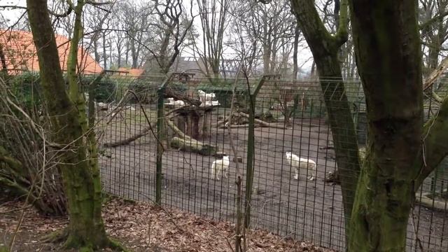 Волки поют смотреть онлайн