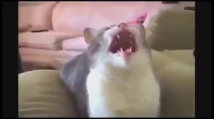 Полный ржач . Коты