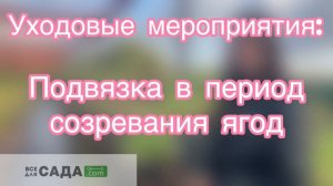малина Сорт Гусар