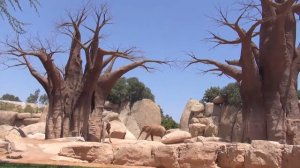 Зоопарк животных и рыбок|BIOPARC VALENCIA Zoo