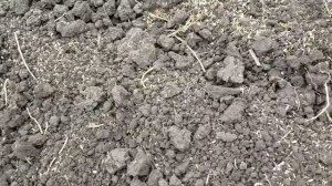 #64 Рисовая шелуха делает их чернозёма просто пух!