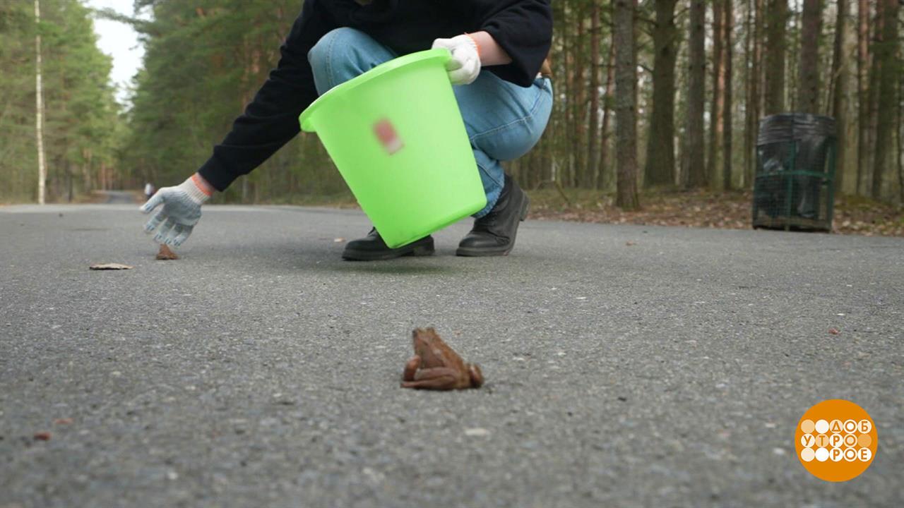 Про волонтеров и влюбленных жаб. Доброе утро. Суббота. Фрагмент выпуска от 13.04.2024