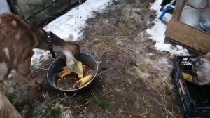 Даю козам кукурузу/кролики