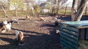 Стадо камерунских коз растет ??? Купили козлика, а с ним и.....??